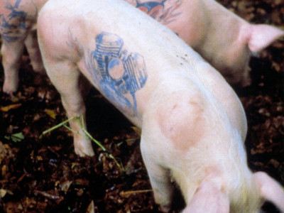 Wim Delvoye, Tatooed Pigs