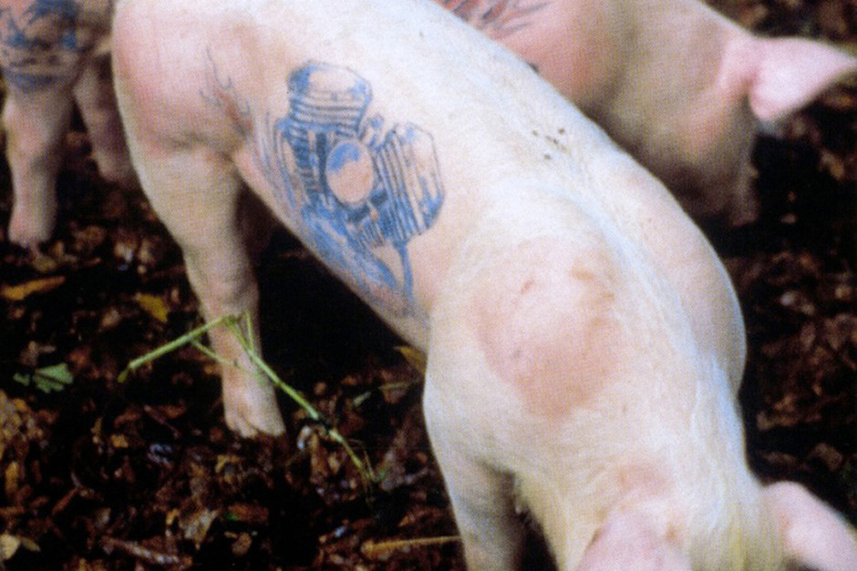 Wim Delvoye, Tatooed Pigs